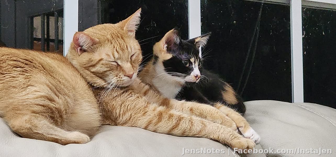 Mr. Walter and his best buddy Callie since day one are still cuddle buddies! ????