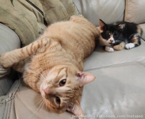 @[100064414520617:2048:HOPE for Brevard] Omg Mr. Walter and Confection (now Callie) were meant for each other. This photo is from day 1 and these two
