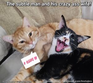The happy couple this morning!!! #catstagram #metacats #potd #crazycats #psychocat #truelove #catsofinstagram