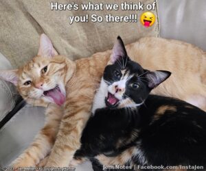 Definitely plotting something this morning...lol!! #catstagram #metacats #potd #crazycats #psychocat #truelove #catsofinstagram