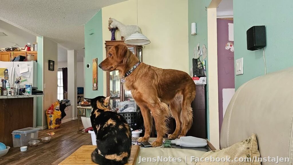I'm pretty sure Miss Rosie here is 75% cat. No I'd never allow a dog of her size to sit on a cheap glass