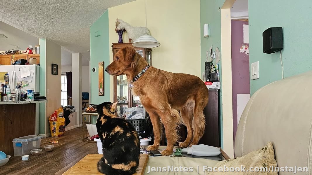 I'm pretty sure Miss Rosie here is 75% cat. No I'd never allow a dog of her size to sit on a cheap glass