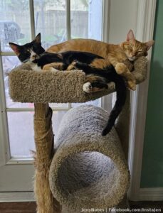 Mr. Walter and Miss Callie snuggling on this dreary day before hurricane like weather arrives. It may not be a category 3 for us