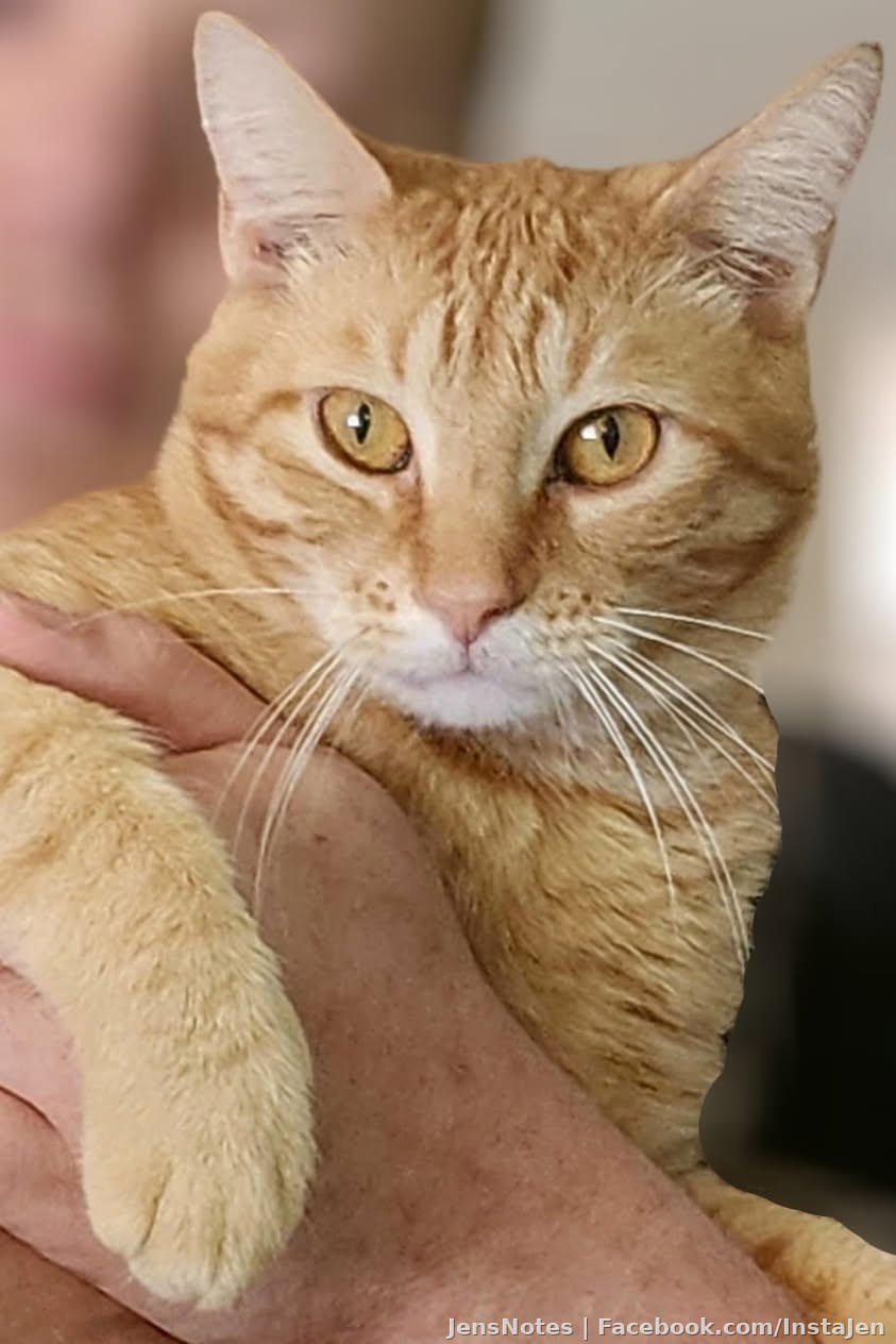 If it's legit, that's cool lol. Register your animal! ?? I registered Walter! https://americasfavpet.com/register