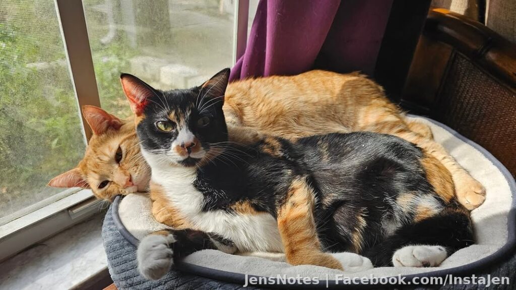Awwe... Callie and Walter! #catsoffacebook