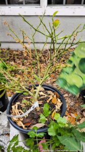 I brought my friends citrus trees from Florida to bring to Michigan a couple weeks ago. I gave 3 away and kept one. Two