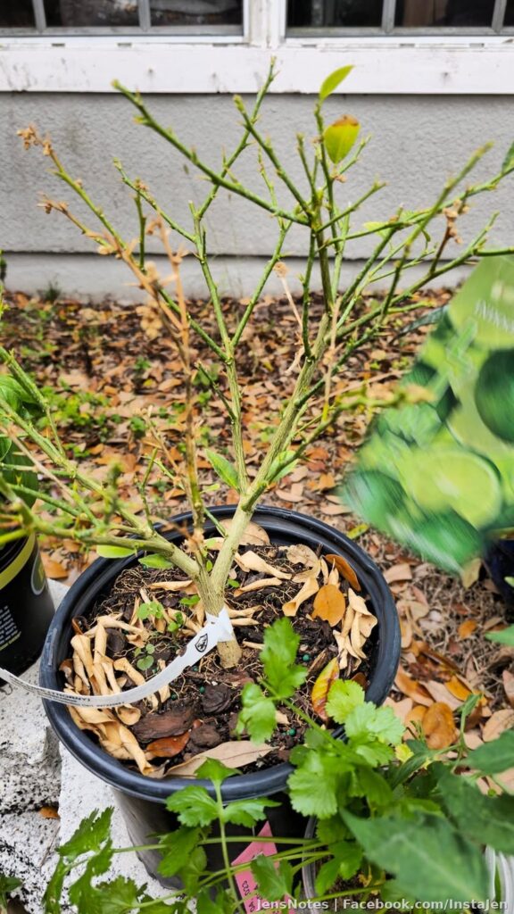 I brought my friends citrus trees from Florida to bring to Michigan a couple weeks ago. I gave 3 away and kept one. Two