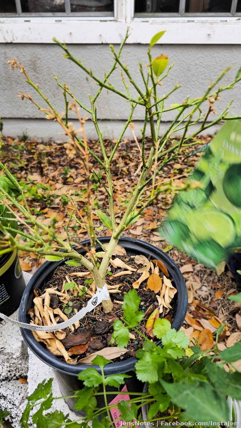 I brought my friends citrus trees from Florida to bring to Michigan a couple weeks ago. I gave 3 away and kept one. Two