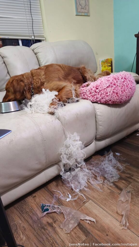 Omg Rosie just had a BF and shredded a loofah in like 30 seconds. Thankfully it's not mine!! Ugh this dog we love so
