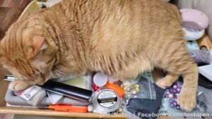 I just can't win with Walter lol. He's cradling my sterling silver beads and covering all my stuff. His tail nub is rubbing on