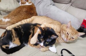 Walter & Callie snuggling together and Carrot Cake getting comfy waiting this all out!