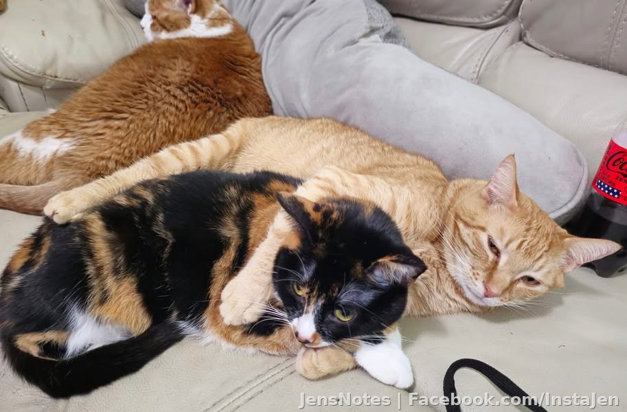 Walter & Callie snuggling together and Carrot Cake getting comfy waiting this all out!
