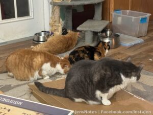 All getting high on the ‘nip lol. We call 3am the bekittying hour! Much like the bewitching hours but with high cats ha ha!
