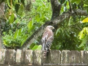 I took this photo of this beast (Peregrine Falcon) yeaterday in the yard. My friends and fur parents this is why you shouldn’t let