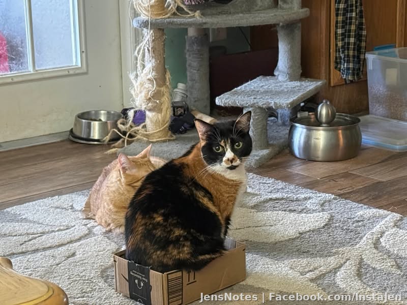 When your cat wants a box the smallest size Amazon offers Lol