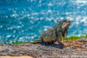 I love photographing nature. Somehow this photo slipped by my eyes from Puerto Rico. Jason said I was close to death trying to get