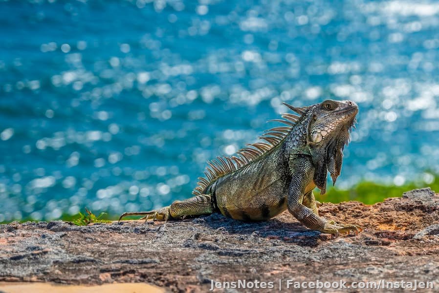I love photographing nature. Somehow this photo slipped by my eyes from Puerto Rico. Jason said I was close to death trying to get