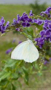 Beautiful moment! #photography #photography #flowers #ButterflyKisses #butterfly