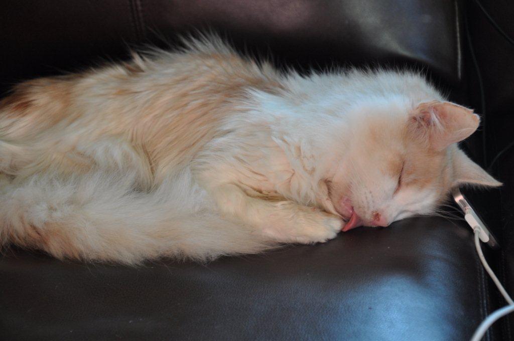 mim_old_sleeping_tongue