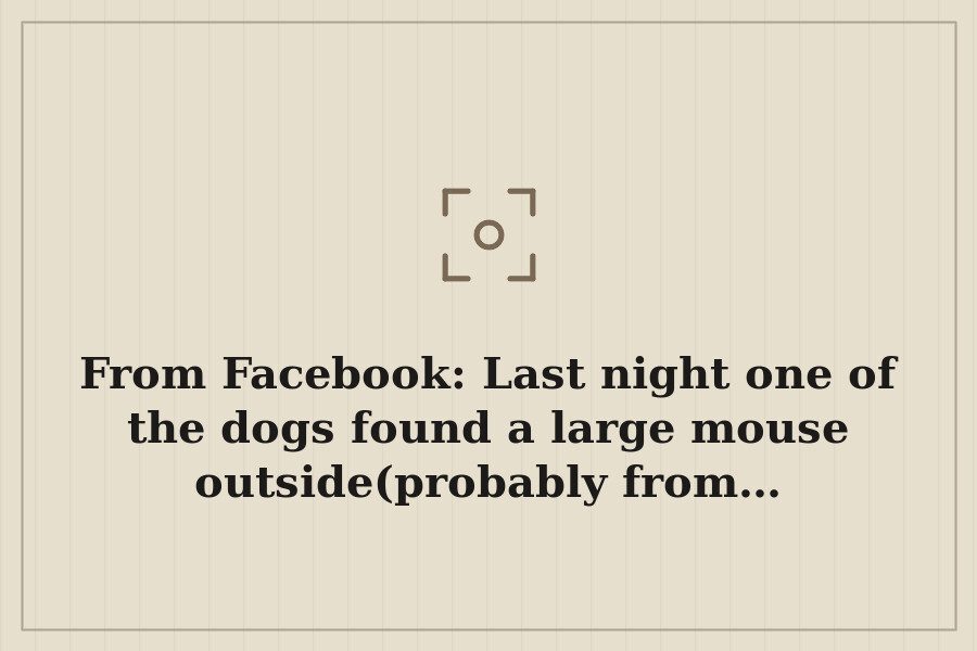 From Facebook: Last night one of the dogs found a large mouse outside(probably from… — cover
