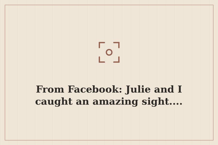 From Facebook: Julie and I caught an amazing sight.... — cover