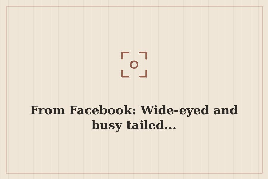 From Facebook: Wide eyed and busy tailed... — cover