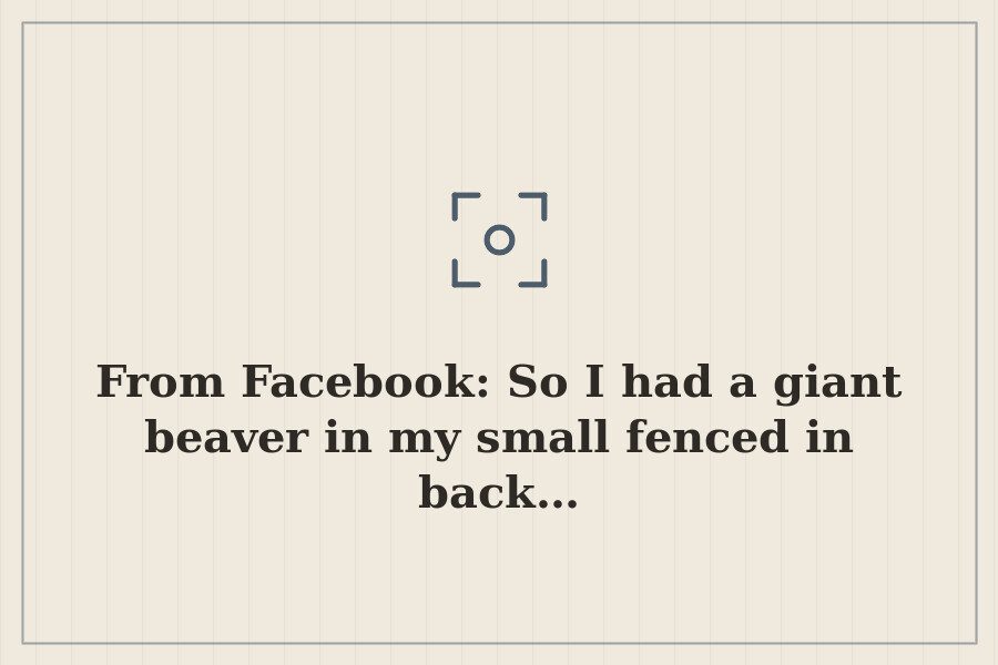 From Facebook: So I had a giant beaver in my small fenced in back… — cover