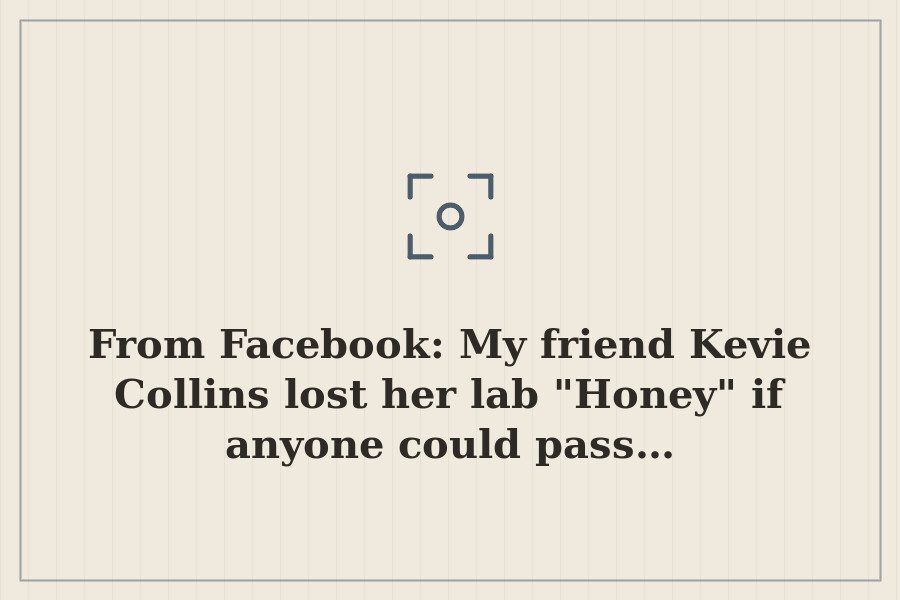 From Facebook: My friend Kevie Collins lost her lab "Honey" if anyone could pass… — cover