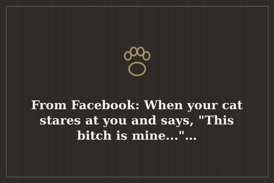 From Facebook: When your cat stares at you and says, "This bitch is mine..."… — cover