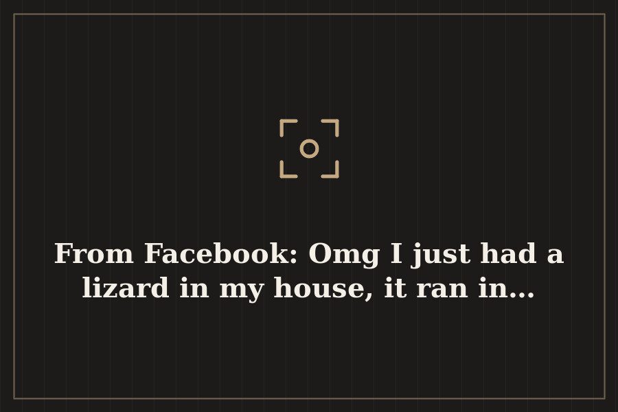 From Facebook: Omg I just had a lizard in my house, it ran in… — cover