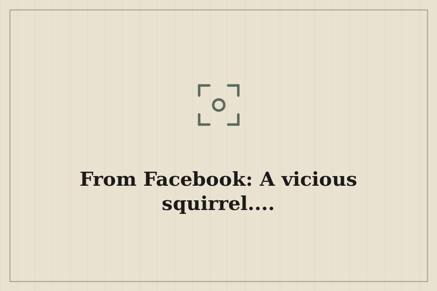 From Facebook: A vicious squirrel.... — cover