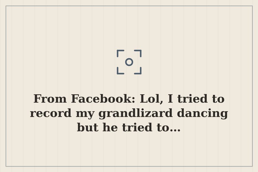 From Facebook: Lol, I tried to record my grandlizard dancing but he tried to… — cover