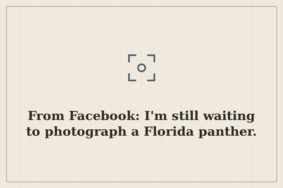 From Facebook: I'm still waiting to photograph a Florida panther. — cover
