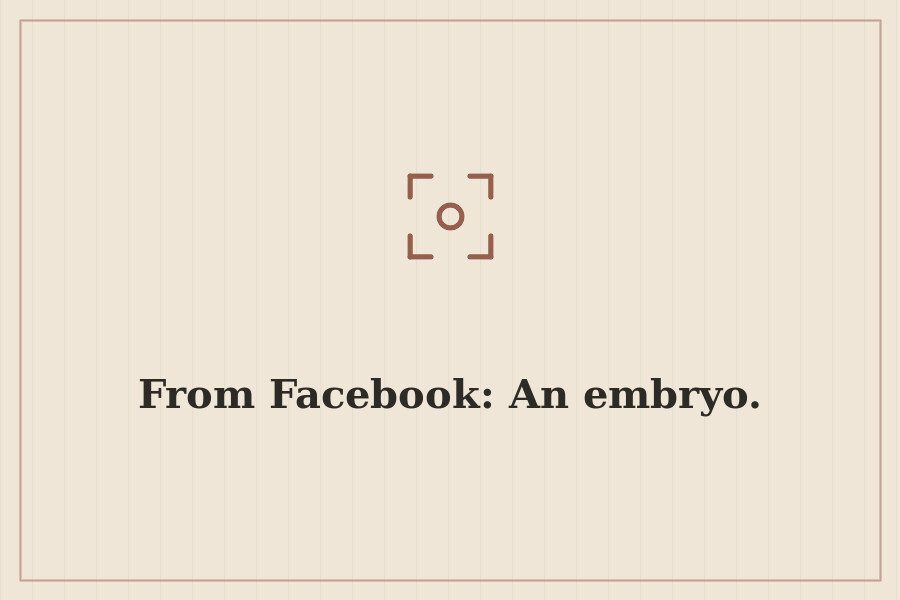 From Facebook: An embryo. — cover