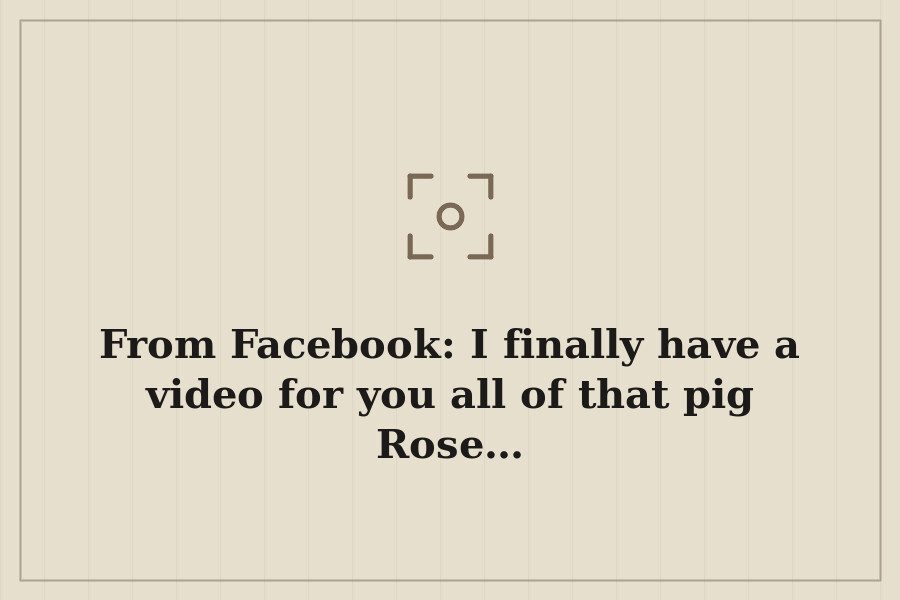 From Facebook: I finally have a video for you all of that pig Rose… — cover