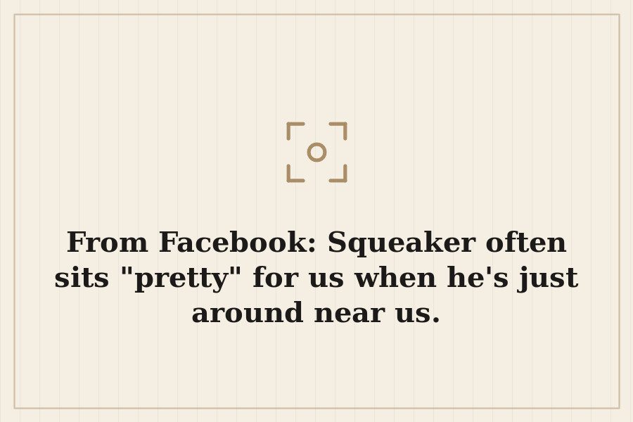 From Facebook: Squeaker often sits "pretty" for us when he's just around near us. — cover