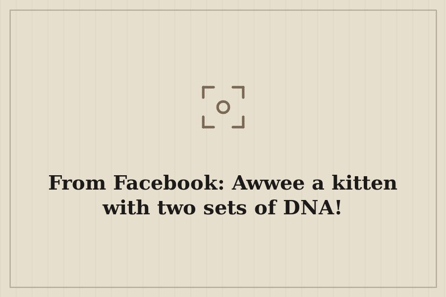 From Facebook: Awwee a kitten with two sets of DNA! — cover