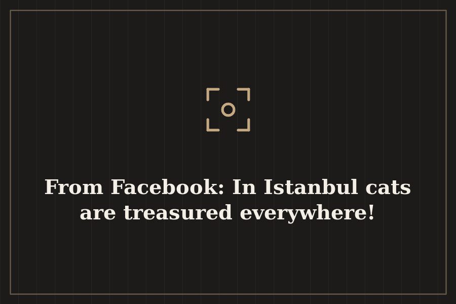 From Facebook: In Istanbul cats are treasured everywhere! — cover