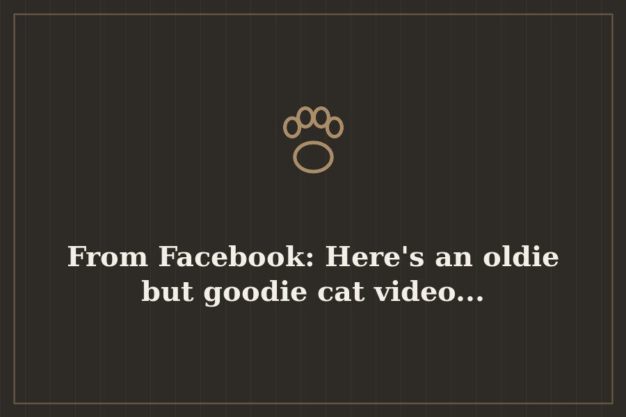 From Facebook: Here's an oldie but goodie cat video... — cover