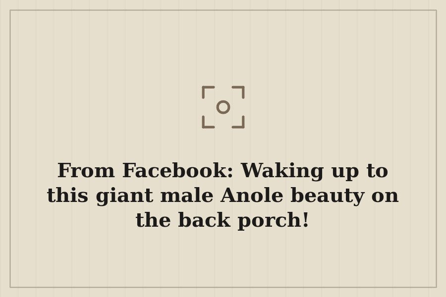 From Facebook: Waking up to this giant male Anole beauty on the back porch! — cover