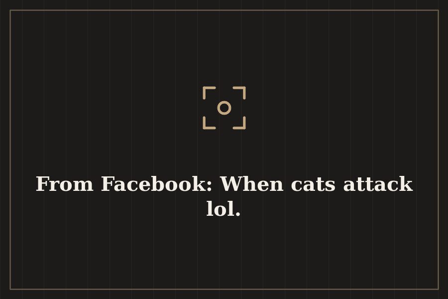From Facebook: When cats attack lol. — cover