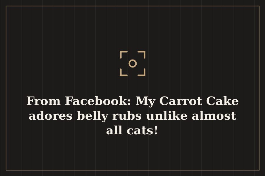 From Facebook: My Carrot Cake adores belly rubs unlike almost all cats! — cover