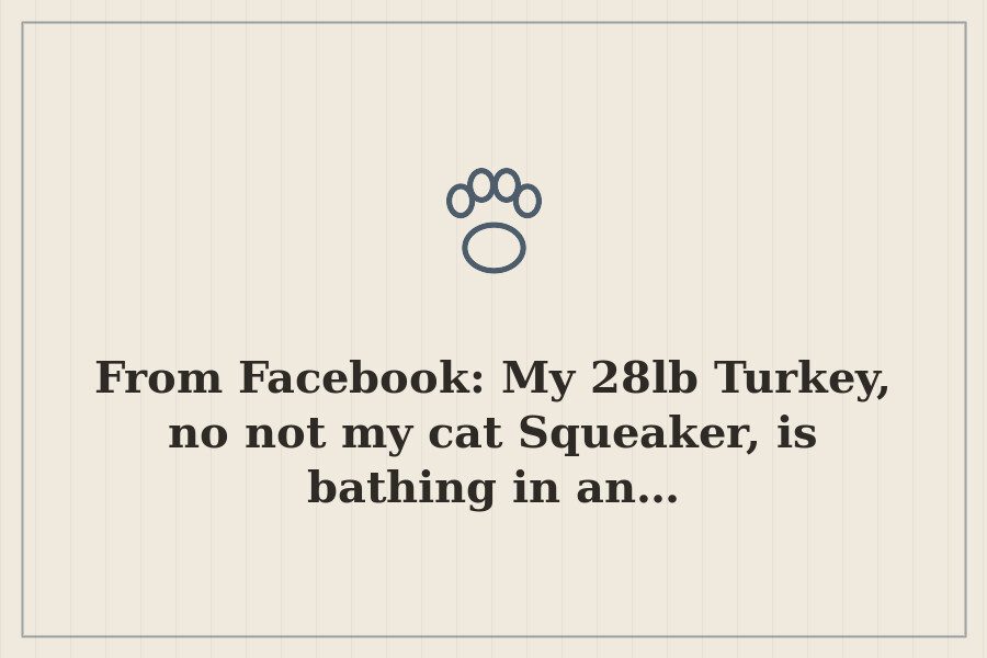 From Facebook: My 28lb Turkey, no not my cat Squeaker, is bathing in an… — cover