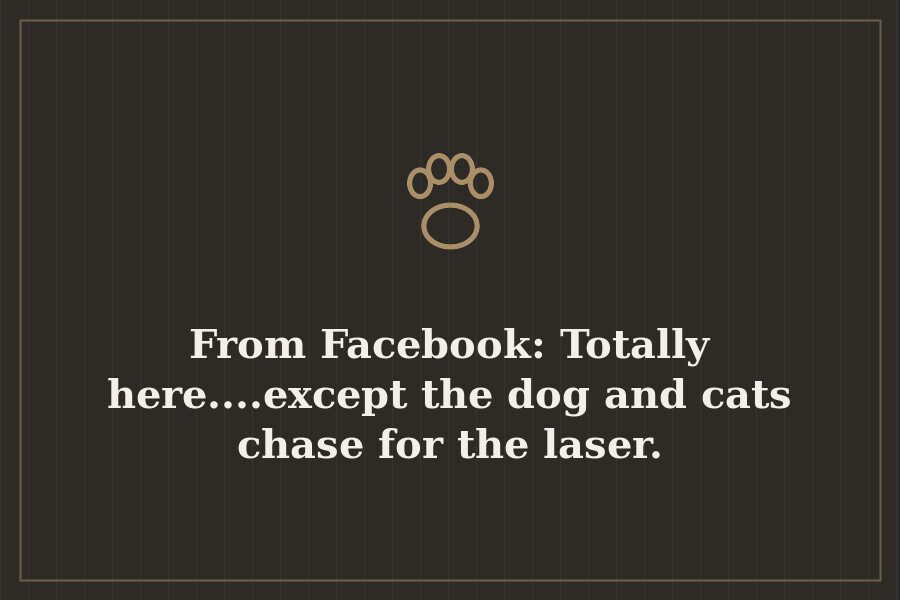 From Facebook: Totally here....except the dog and cats chase for the laser. — cover