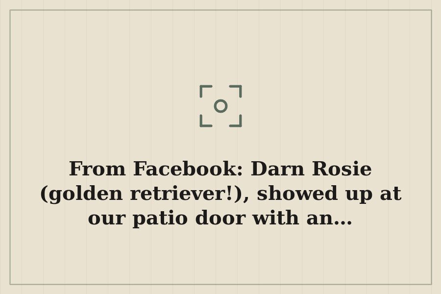 From Facebook: Darn Rosie (golden retriever!), showed up at our patio door with an… — cover