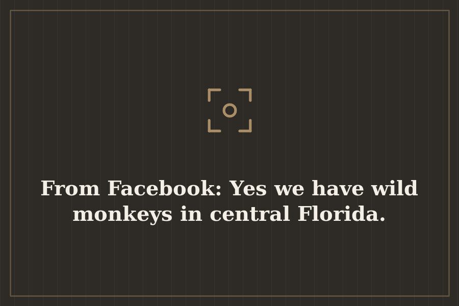 From Facebook: Yes we have wild monkeys in central Florida. — cover